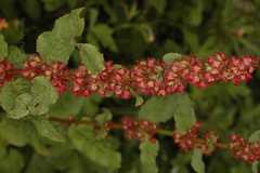 Rumex nepalensis